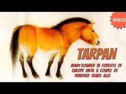 The last individual believed to be of this subspecies died in captivity in the russian empire during 1909, although some sources claim that it was not a genuine wild horse due to its resemb. Tarpan Eurasian Wild Horse They Roamed In Europe Until A Couple Of Hundred Years Ago Youtube