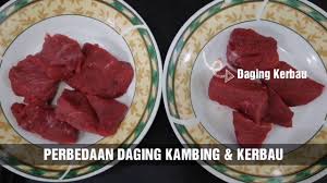 Adalah jenis rendang yang paling lazim ditemukan. Perbedaan Daging Kambing Dan Daging Kerbau Dagingkambing Dagingkerbau Youtube