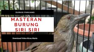 Pupur pada perkutut jantan biasanya menyelimuti sebagian. Suka Kicauan Cek Harga Burung Siri Siri Terbaru 2020