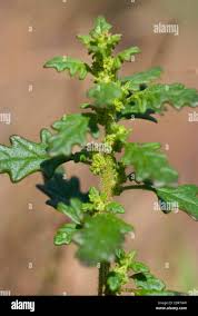 Image result for Dysphania pumilio