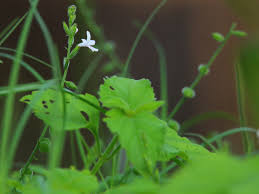 Image result for Priva flabelliformis