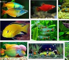 10+ macam jenis ikan tetra hias akuarium paling dicari. Jenis Ikan Hias Air Tawar Aquarium Terindah