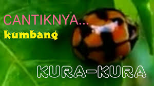 Cantiknya Kumbang Kura Kura Kepik Youtube