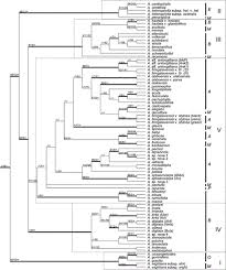 Image result for Adenia rumicifolia