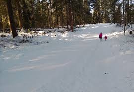 I'm in iceland working for a dog sledding company this summer and i got this picture of one of the dogs. Lake Wenatchee State Park Sno Park Sled Hill Celebrate Big