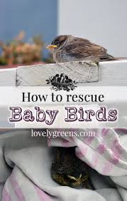 How To Rescue Baby Birds Baby Bird Pet Birds Bird Care