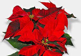 Poinsettias Posadas Pinatas Pathways Of Light Holiday Traditions From Mexico Neh Edsitement Holiday Traditions New Mexico History Poinsettia