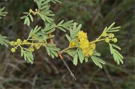 Image result for Embelia nilotica
