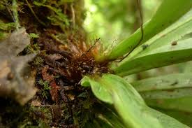 Image result for Loxogramme