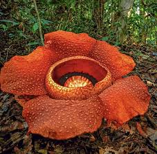 This Rafflesia Flower Is The Size Of A Truck Tire Flowers Corpse Flower Plants