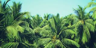How To Grow And Care For Palm Trees Bunnings Warehouse