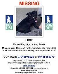 On this page you will find the most complete information about all 4 pets in ivanhoe: Missing Pets Gb On Twitter Urgent Lucy Is Missing Since 2 09 2020 In Ivanhoe Rd Thurcroft Rotherham S66 Wearing A Pink Collar With Love Heart Id Tag She Is Awaiting Boas Surgery