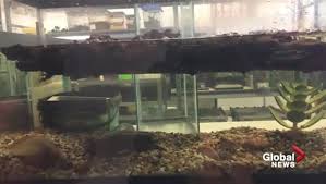 Homeadvisor's pest control cost guide gives average prices to hire a bug exterminator. Commentary Fall Is Here And That Means Bugs Are Keen To Move Into Your House National Globalnews Ca