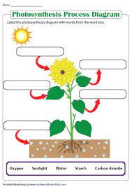 The reactants and products of each stage are labeled as well. Simple Water Cycle Diagram With Labels Novocom Top