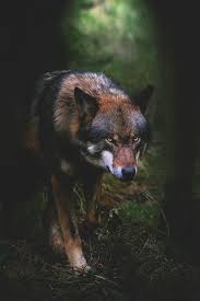 Call Me Fox Animaux Amour De Loup Animaux Beaux