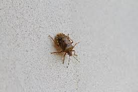 However, there are two cons. How To Get Rid Of Stink Bugs Reader S Digest