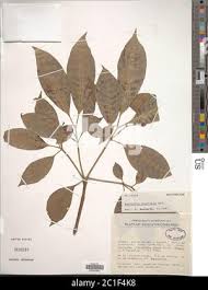 Image result for Rauvolfia vomitoria