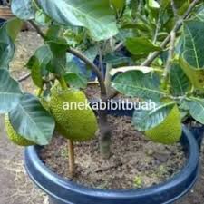 Jan 21, 2021 · pohon nangka dapat tumbuh dari mulai dataran rendah sampai ketinggian tempat bersifat unggul cepat berbuah mampu berproduksi banyak dengan buah yang berkualitas dan tahan terhadap hama dan penyakit. Jual Pohon Nangka Terbaik Harga Murah August 2021 Cicil 0