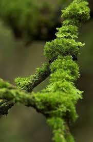 Naturbilder Schone Naturbilder Natur Baum Moos Wald Fotografie Grune Natur Naturbilder