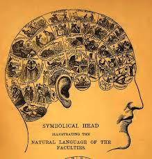 Vintage Phrenology Chart Head Chart Brain Map Scientific Decor Vintage Medical Decor Med Student Vintage Science Poster
