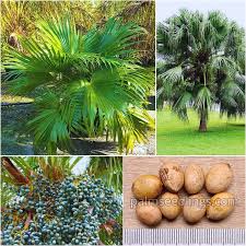 Image result for Livistona