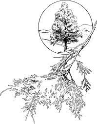 Coloring pages are fun for children of all ages and are a great educational tool that helps children develop fine motor skills, creativity and color recognition! Red Cedar Or Eastern Juniper Coloring Page Coloring Pages Red Cedar Free Printable Coloring Pages