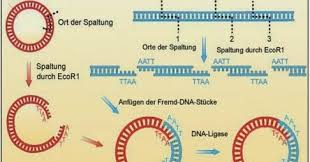 Maybe you would like to learn more about one of these? Biologi Gonzaga Bioteknologi Soal
