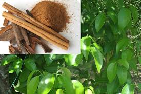 Cinnamon tree leaves have traditionally been a byproduct of the cinnamon harvest. Cinnamon Farming Planting Care Harvesting Guide Agri Farming