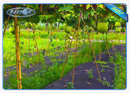 Block insects and prevent spread of disease; Enviro Vegetable Garden Weed Barrier Agriculture Non Woven Cover Ground Weed Control Fabric