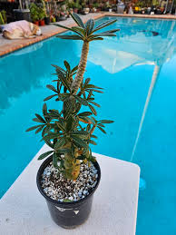 Image result for Dorstenia brownii