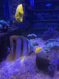 Chellmon Rosratus Akvaryum