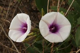 Image result for Ipomoea shirambensis