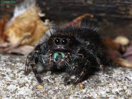 Image result for bold jumping spider