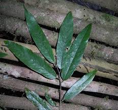 Image result for Friesodielsia obovata