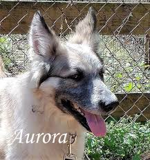 Hours may change under current circumstances Dog For Adoption Aurora A Great Pyrenees German Shepherd Dog Mix In Richmond Va Petfinder