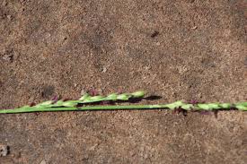 Image result for Acroceras macrum