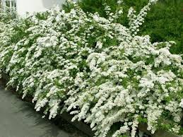 Visualizza altre idee su piante, fiori, giardinaggio. Siepe Con Fiori Siepi Siepe Fiorita