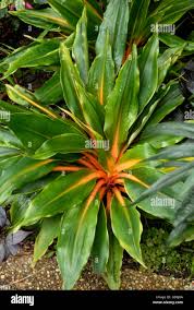 Image result for Chlorophytum sparsiflorum