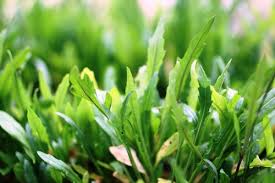 Zum einen müssen kräuter zum richtigen zeitpunkt gepflanzt werden, zum anderen sind der standort und das substrat von zentraler bedeutung. Krauter Zum Frischverzehr Aus Dem Eigenen Garten