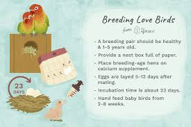 Lovebird Breeding Basics Explained