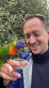 Rainbow Lorikeet Price