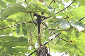 Image result for Cecropia