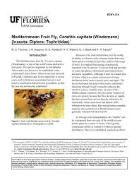 Ceratitis capitata (wiedemann, 1824) is an insect of the order diptera belonging to the tephritidae family.it is the ceratitis capitata also begins to bite oranges and mandarins that are still green. Mediterranean Fruit Fly Ceratitis Capitata Wiedemann Edis