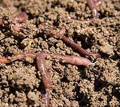 How To Invite Earthworms Into Your Backyard Better Than Store Bought Worms Because These Ones Will Stay Worm Composting Vermicomposting Earthworms