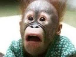 RÃ©sultat de recherche d'images pour "droles de singes"