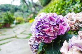 We did not find results for: Flowers In Portofino The A List Portofino Flowers Portofino Italy