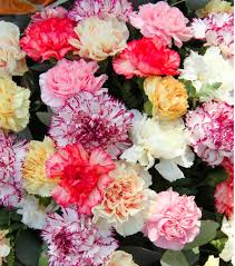 Carnations for Valentine's Day fundraisers
