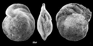 Image result for Cibirhiza