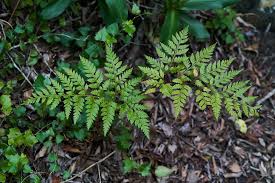 Image result for Rumohra adiantiformis