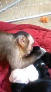 Peaceful afternoon of baby monkey and puppy subscribe and watch new videos uploaded every week. Monkey Meets Adorable Puppies For The First Time